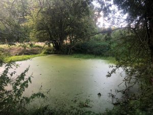 Willow Fields Pool